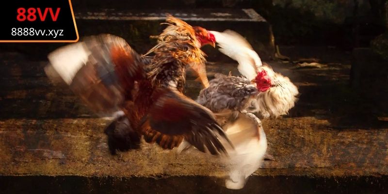 Thử sức với nhiều dạng cuốn hút