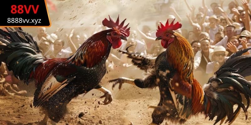 Tìm hiểu chính xác luật chơi đá gà cơ bản