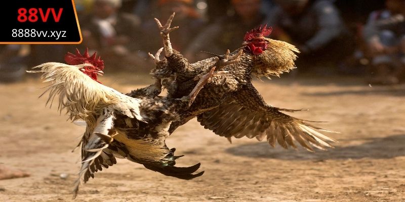 Tính sát thương lớn khiến trận đấu kịch tính